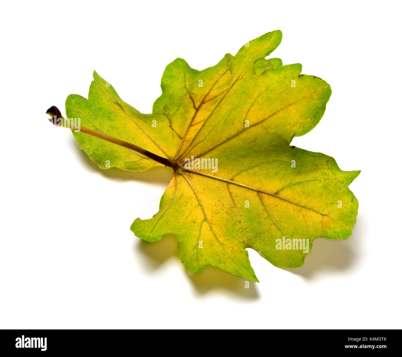 Backside of multi colored autumn oak leaf. Isolated on white background. Stock Photo
