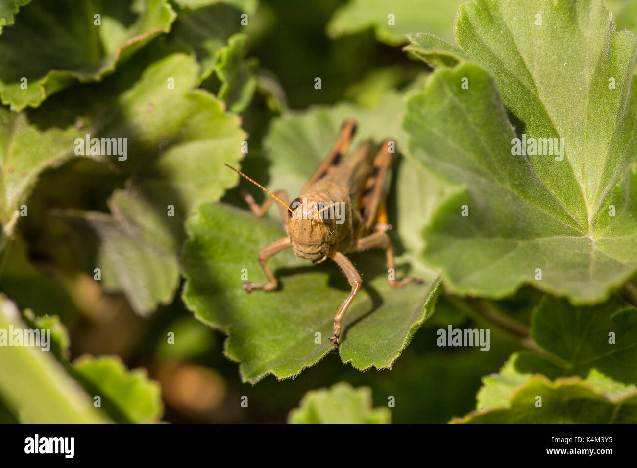 Grasshopper Stock Photo