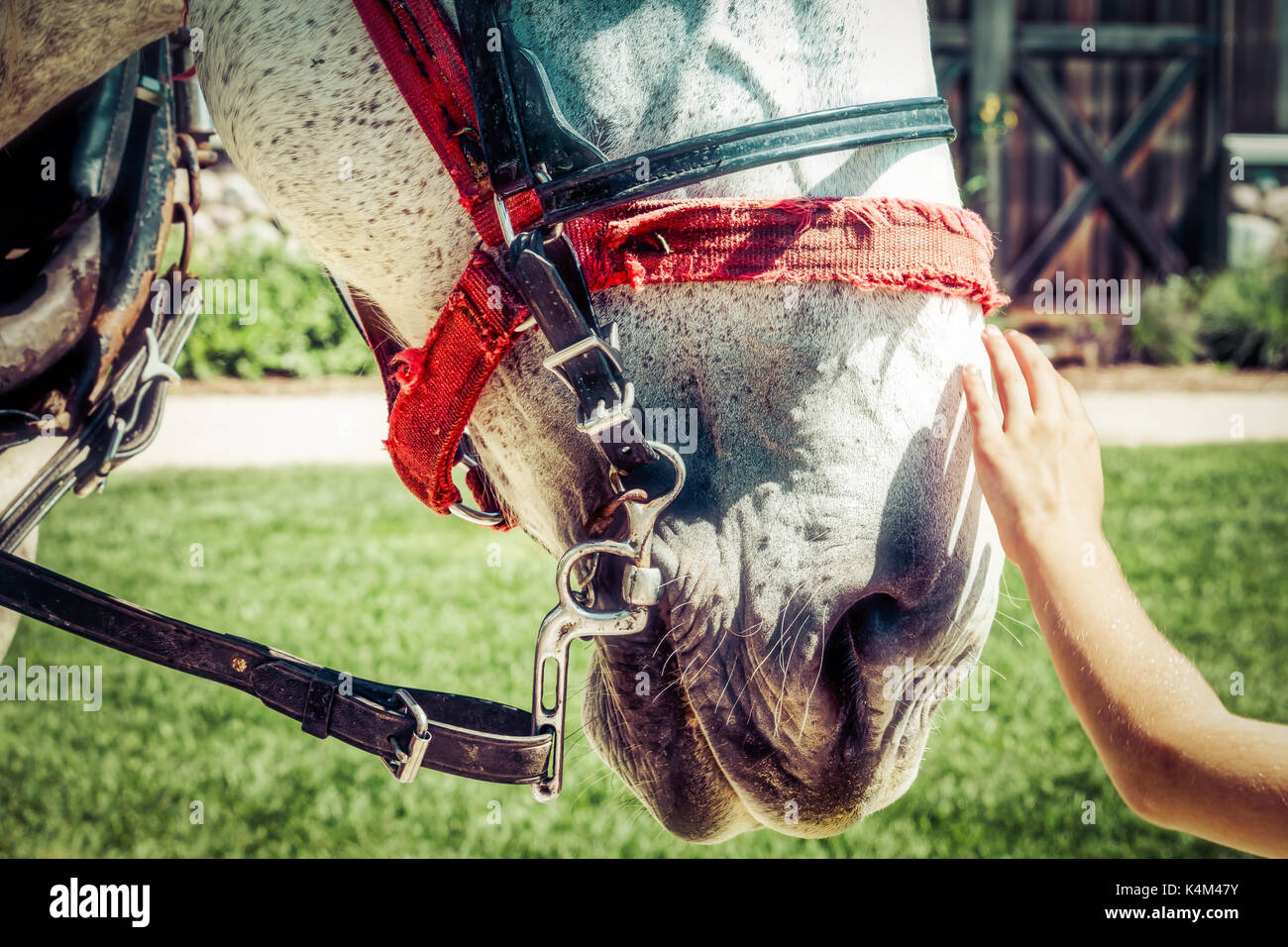 A hand reaching out to pet the nose of a horse. Stock Photo