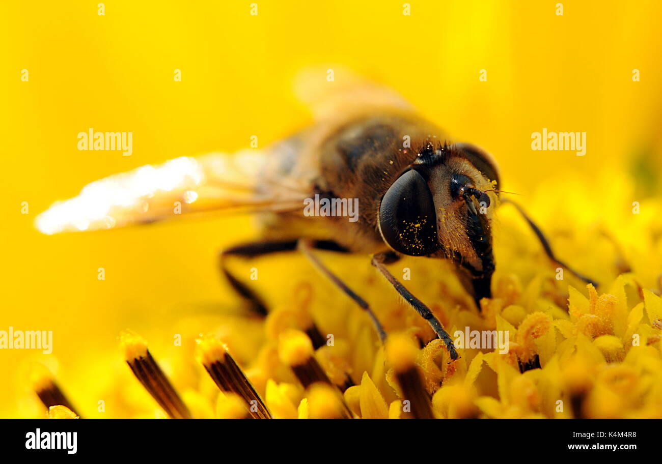 Worker Bee Stock Photo