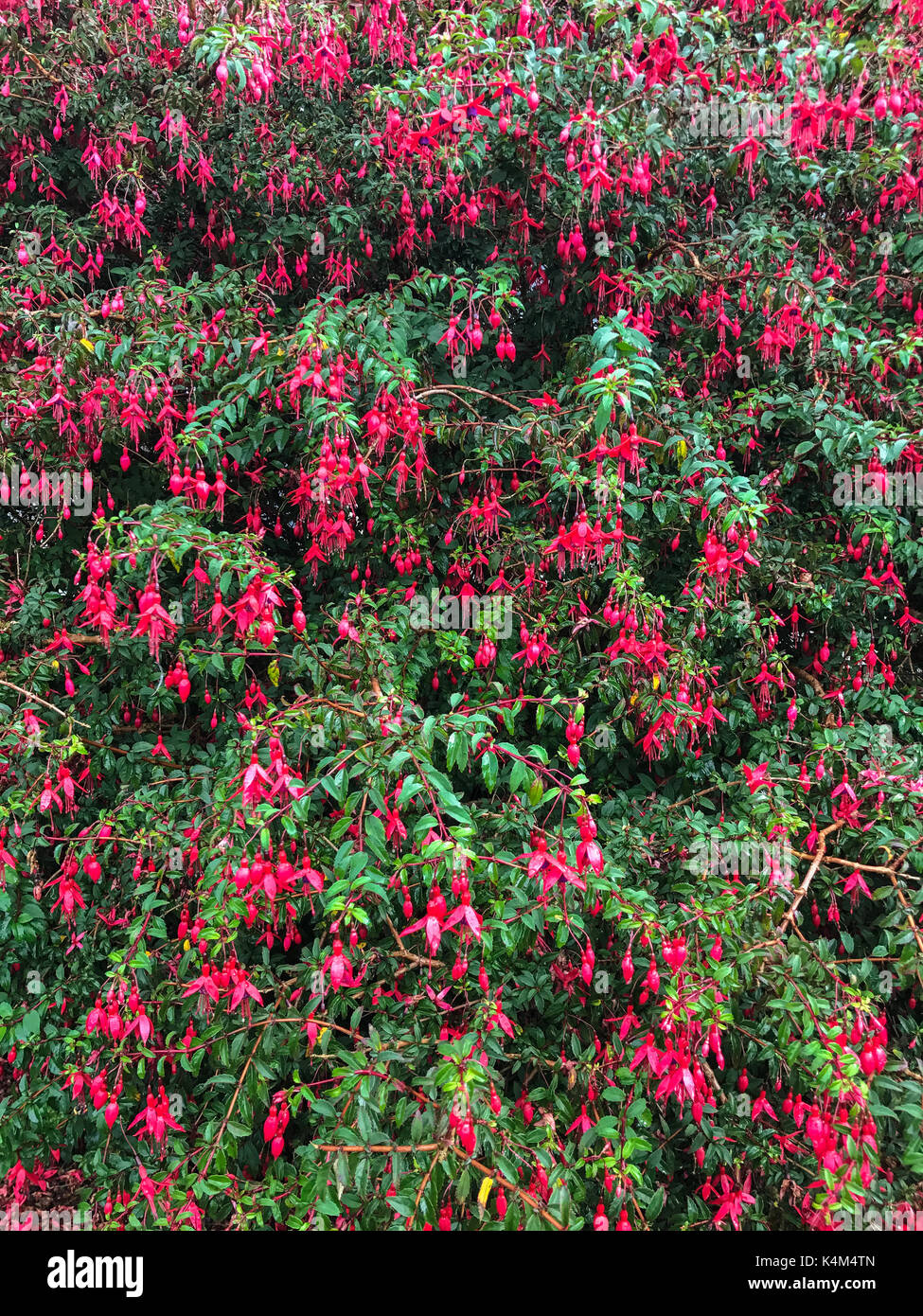 A colorful perennial bush of fuschia flowers growing in Ireland Stock Photo