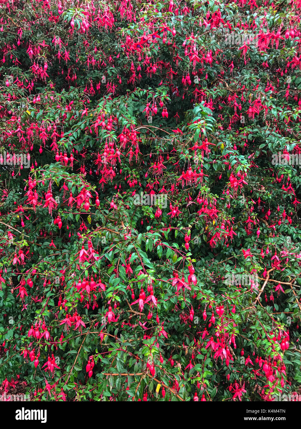 Fuschia hotsell