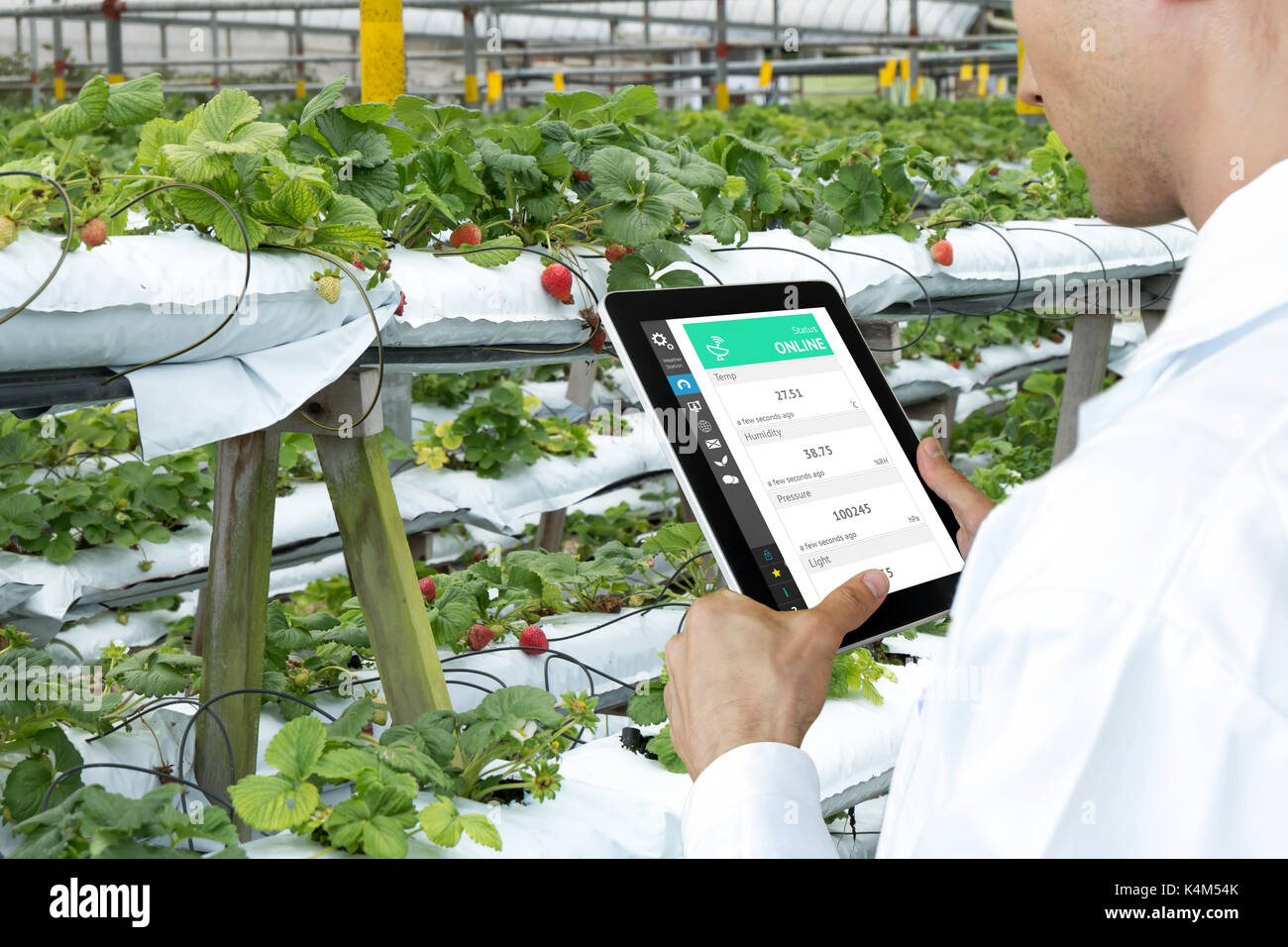 Smart agriculture, farm , sensor technology concept. Farmer hand using tablet for monitoring temperature , humidity , pressure , light of soil in stra Stock Photo