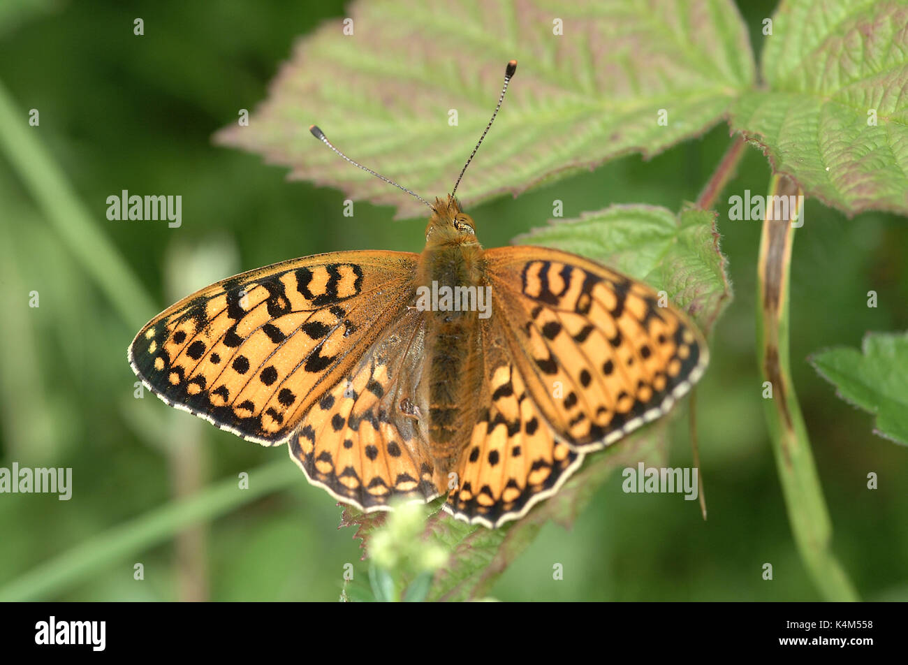 Pearl-bordered Fritillary butterflies, location Farley Mount, Hampshire, UK Stock Photo