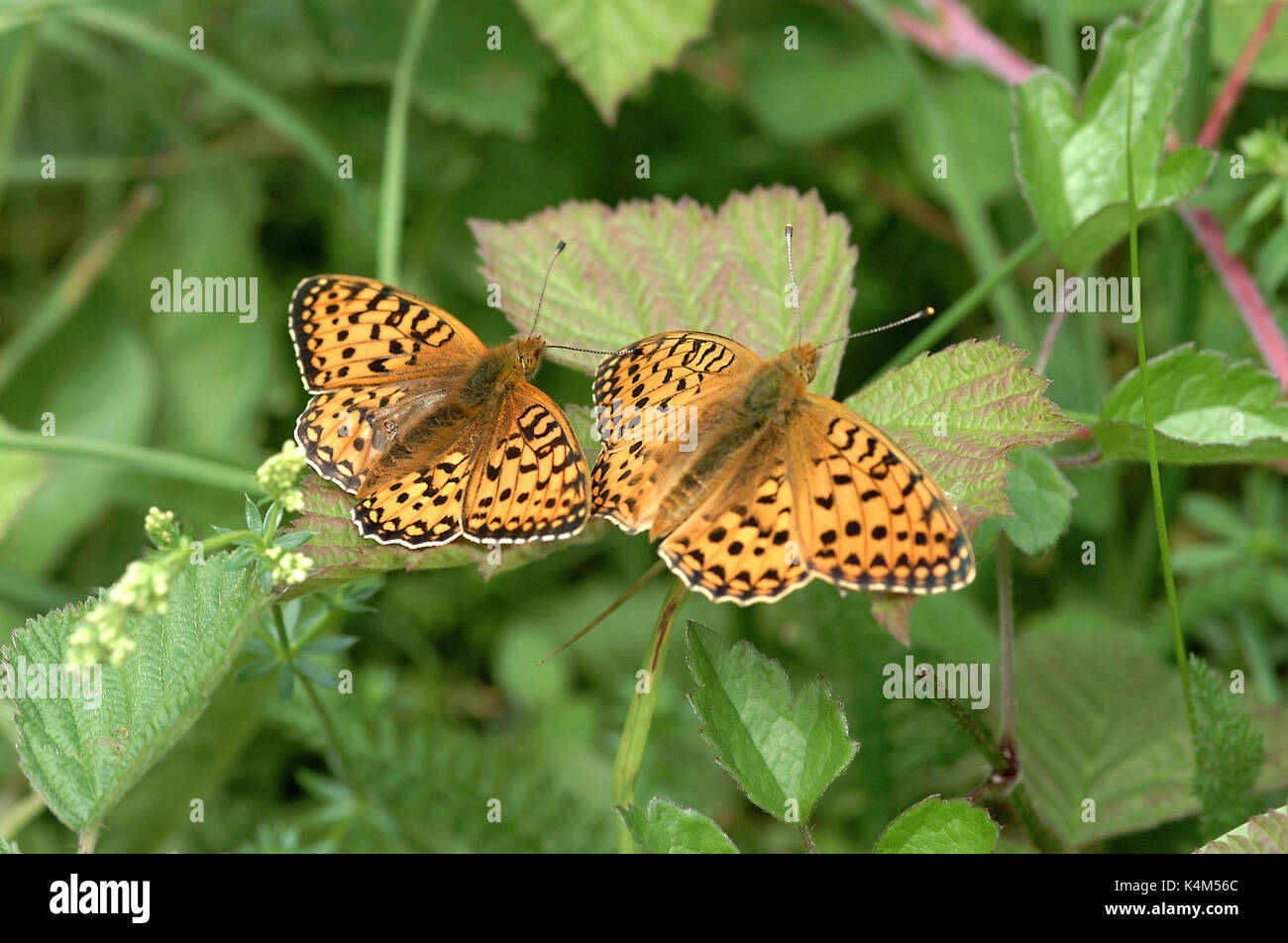 Pearl-bordered Fritillary butterflies, location Farley Mount, Hampshire, UK Stock Photo