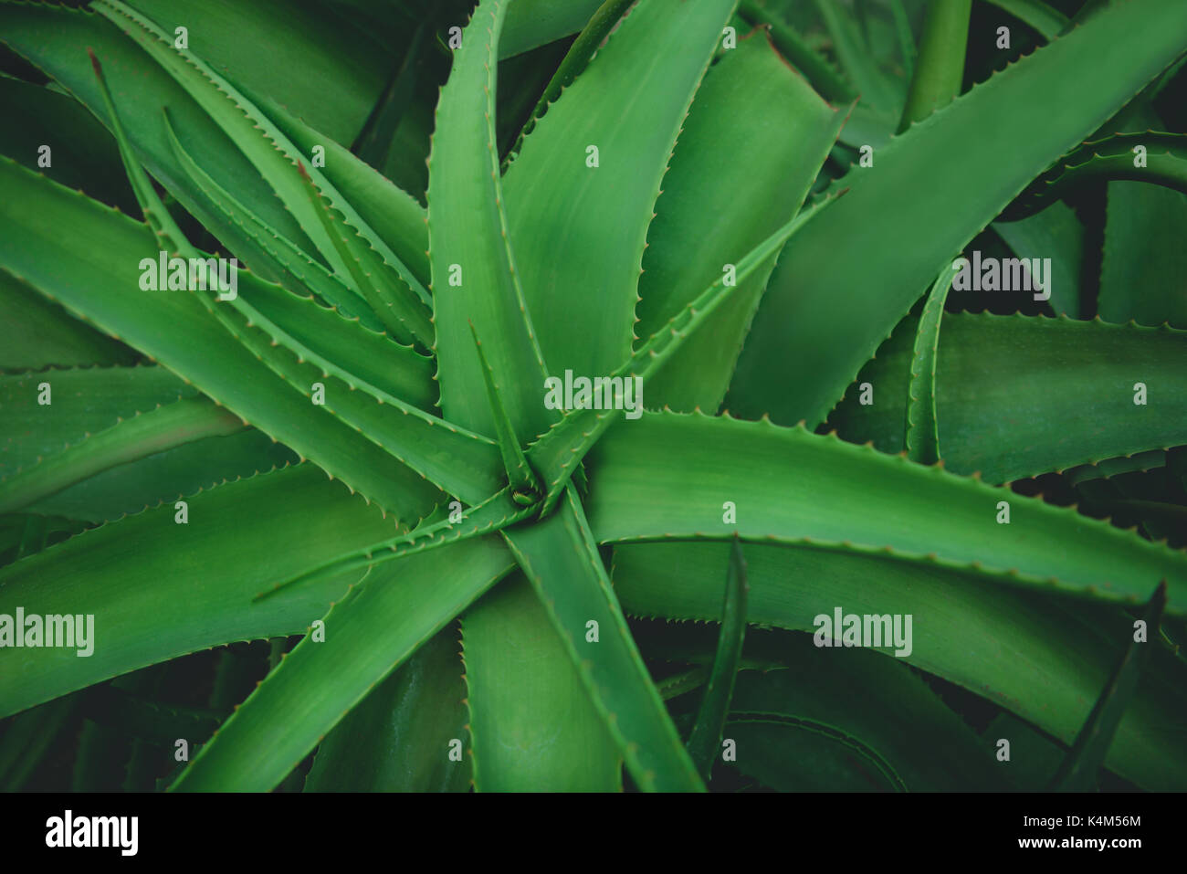 Closeup of leaves of the Aloe Vera plant species. Stock Photo