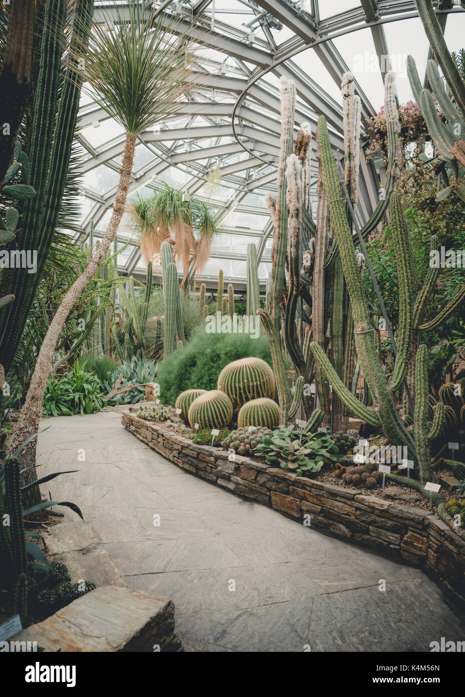 Beautiful mature cacti in an indoor botanical garden greenhouse. Stock Photo