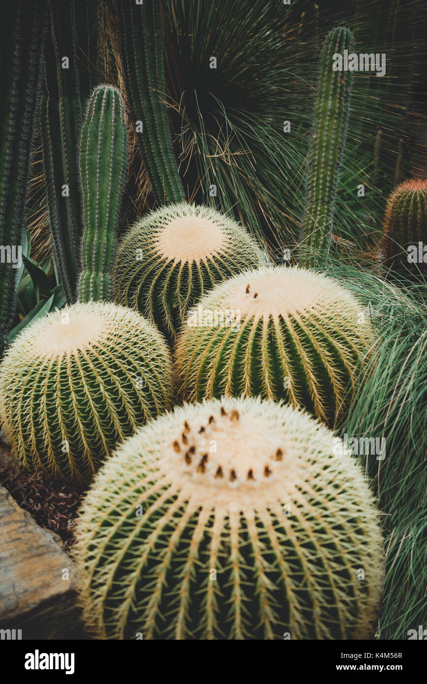 Beautiful mature cacti in an indoor botanical garden greenhouse. Stock Photo