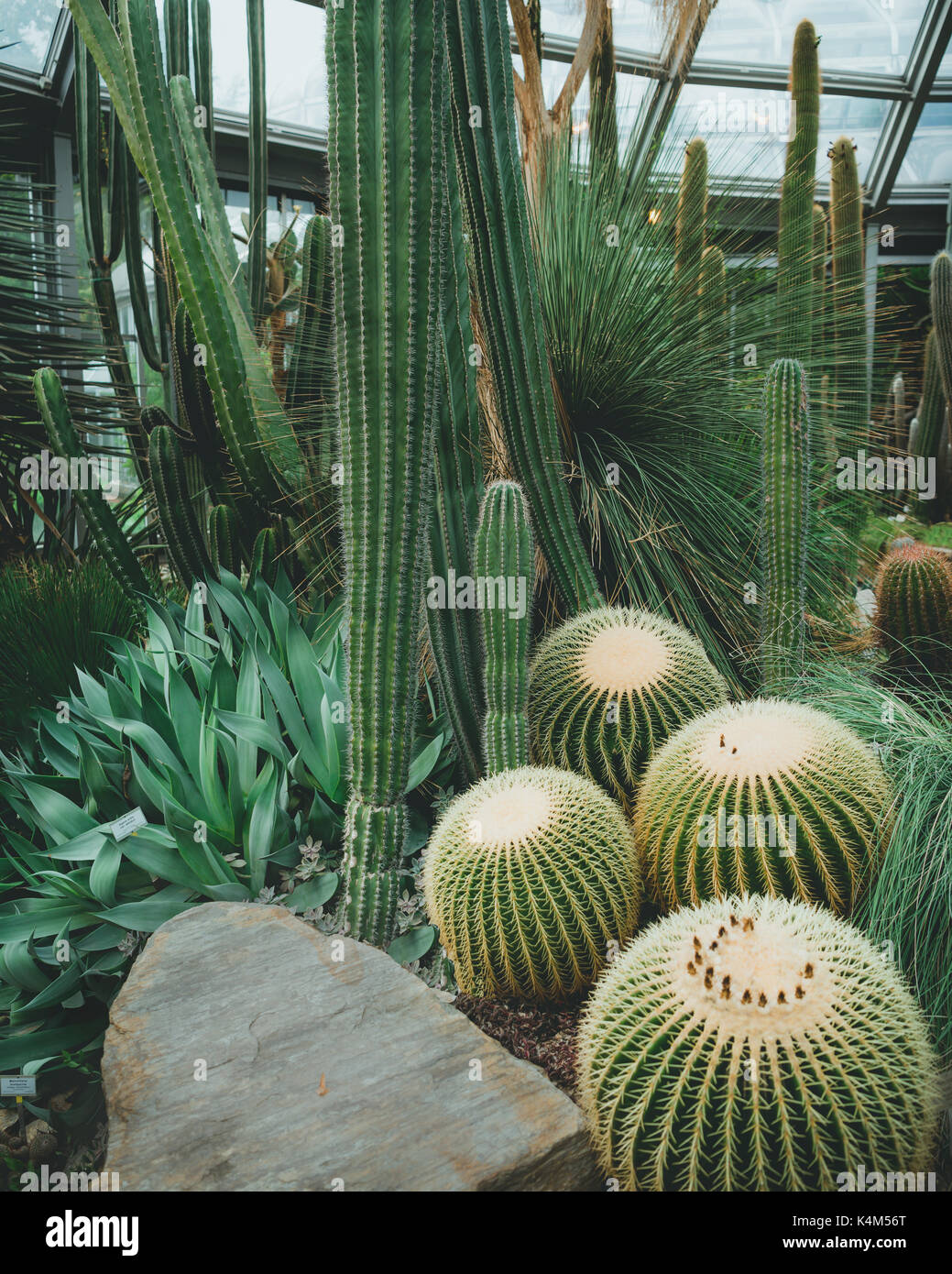 Beautiful mature cacti in an indoor botanical garden greenhouse. Stock Photo