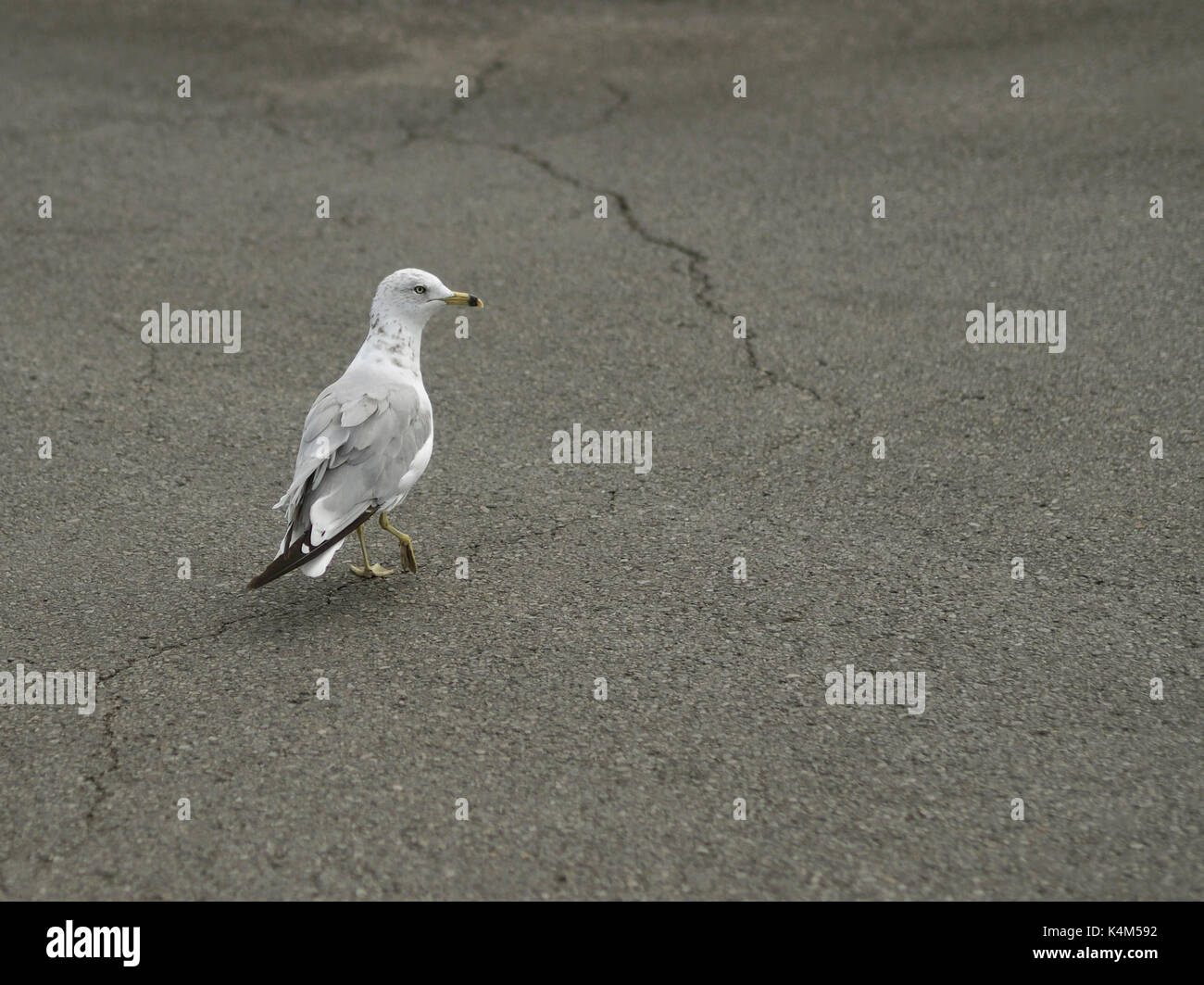 Seagull on the beach, freedom, landscape, grace, looking; nature; outdoors; profile; sand; seagull; standing; sea bird; watching; wild; wildlife; Stock Photo