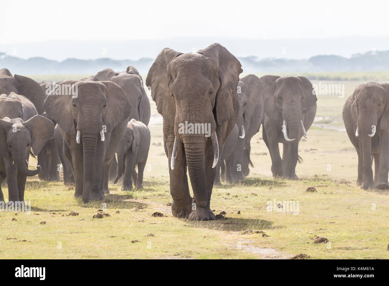 Herd of Elephants at Amboseli National Park, formerly Maasai Amboseli ...