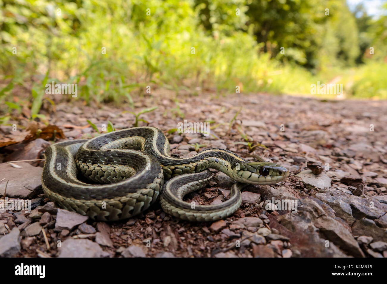 Scared snake hires stock photography and images Alamy