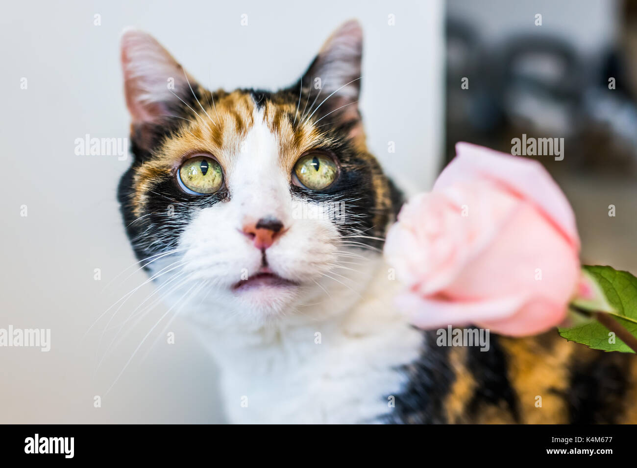 Closeup portrait of curious calico cat smelling pink rose flower with big eyes Stock Photo
