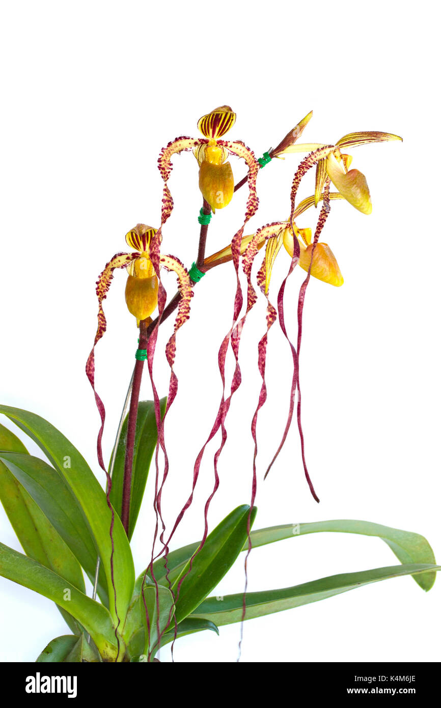 A flower or a beautiful orchid on white background Stock Photo - Alamy