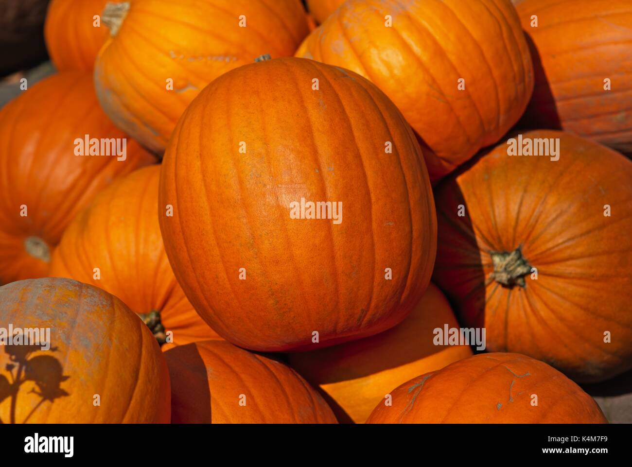 Closeup of pumpkin stacks Stock Photo