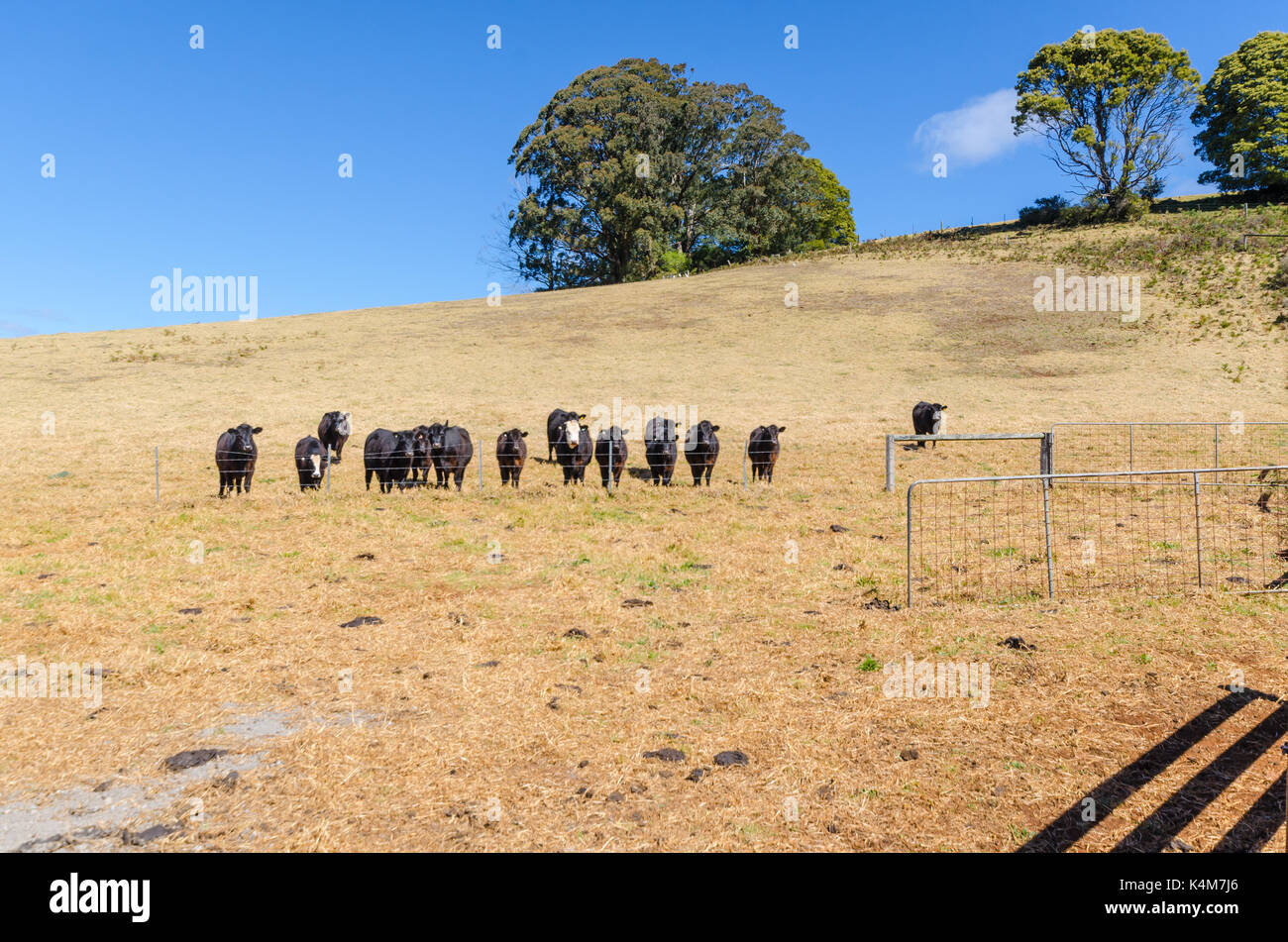 Cattle on rural property in Wildes Meadow New South Wales Australia Stock Photo