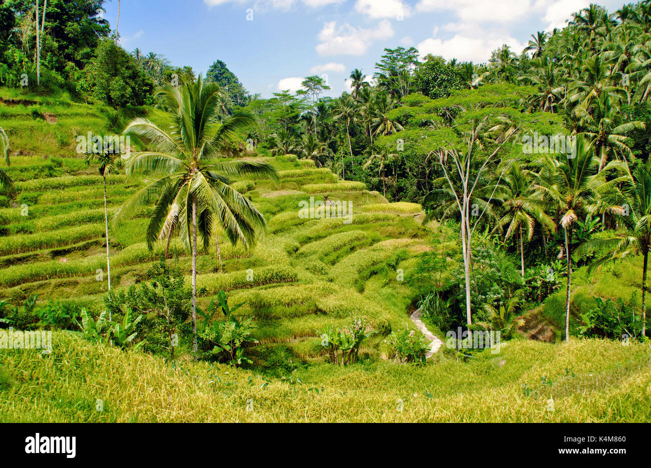 Rice terraces of Ubud, Bali, Indonesia Stock Photo - Alamy