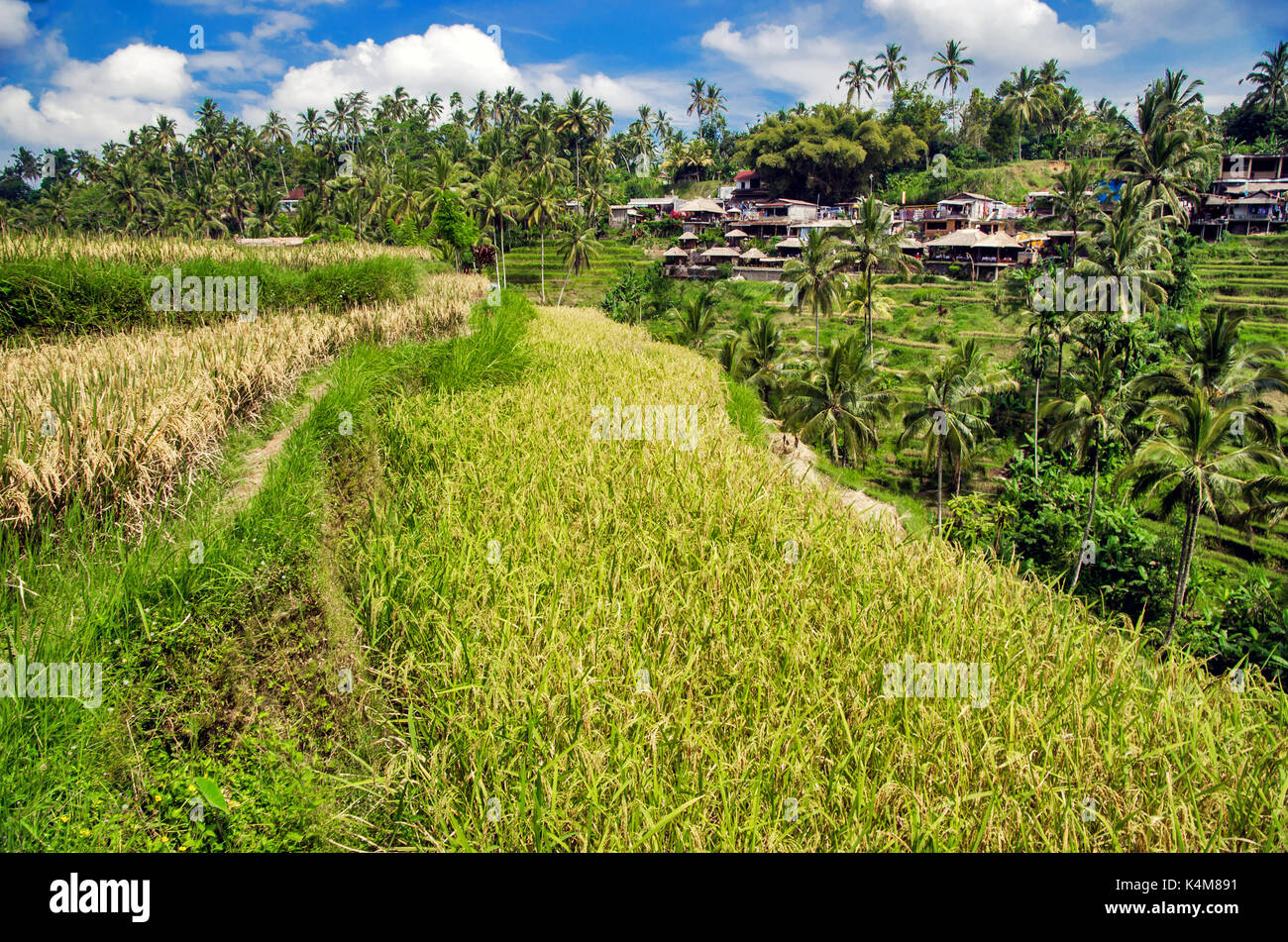 Rice terraces of Ubud, Bali, Indonesia Stock Photo - Alamy