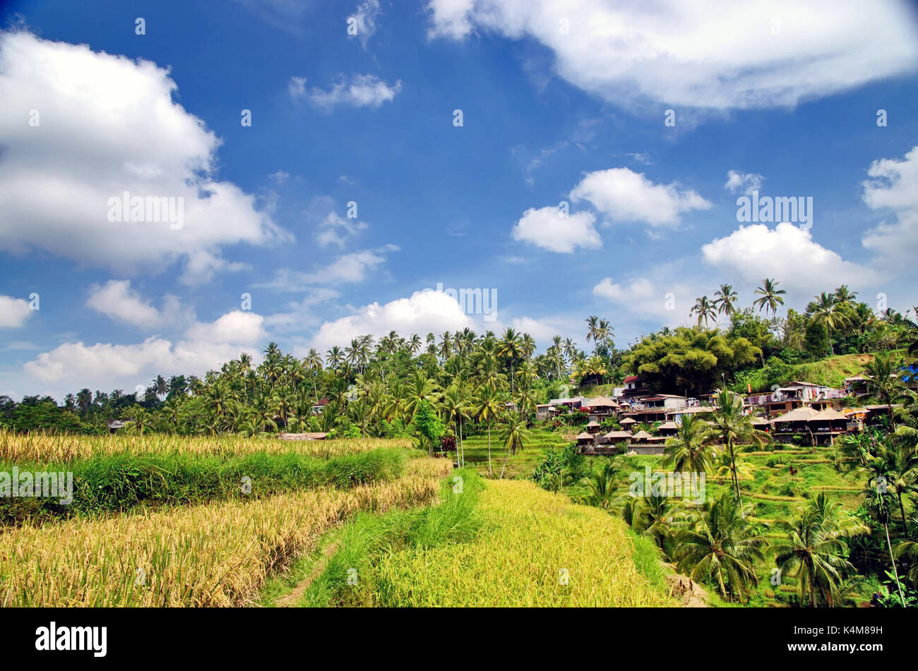 Rice terraces of Ubud, Bali, Indonesia Stock Photo - Alamy