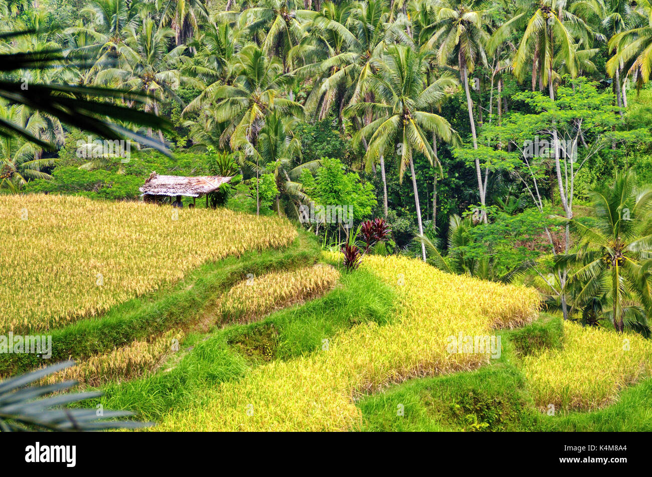 Rice terraces of Ubud, Bali, Indonesia Stock Photo - Alamy