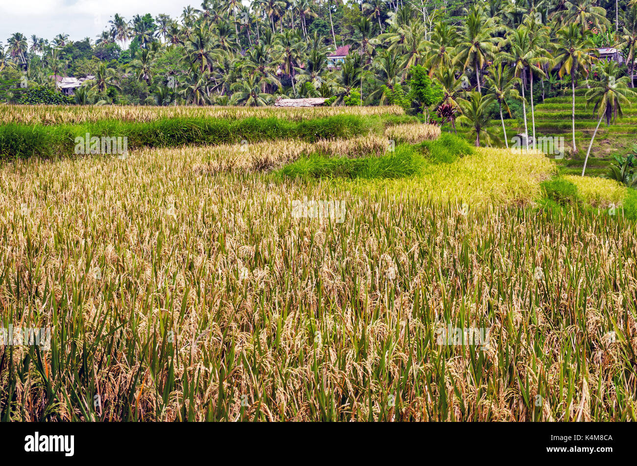 Rice terraces of Ubud, Bali, Indonesia Stock Photo - Alamy
