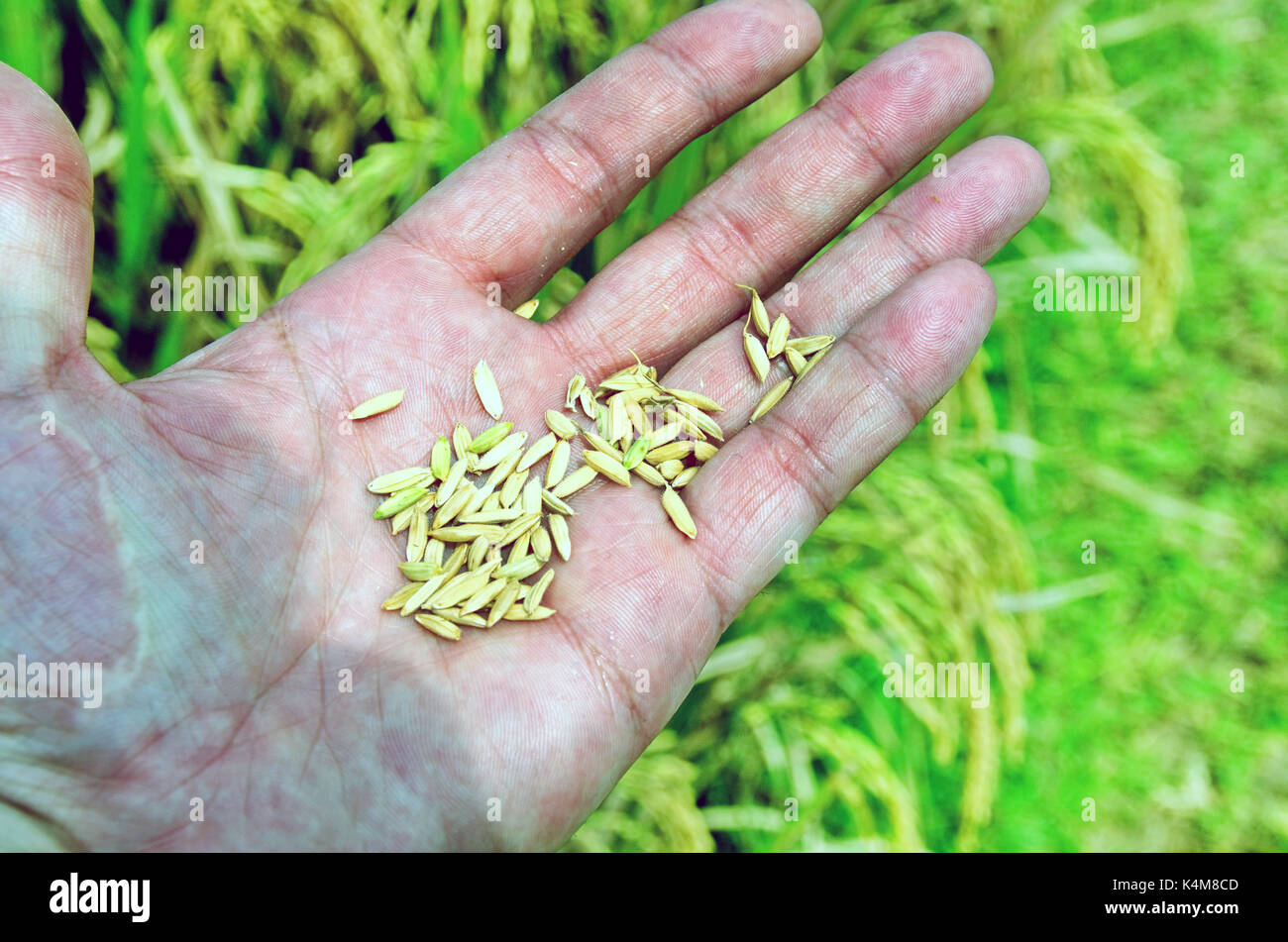 Rice on a hand Stock Photo Alamy