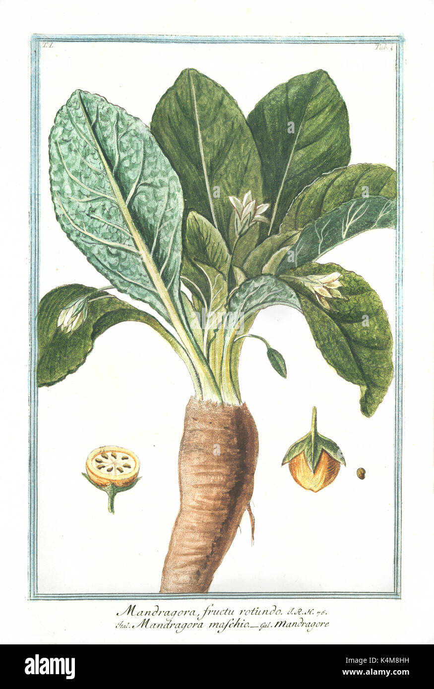 Old illustration of Mandragora fructu rotundo. By G. Bonelli on Hortus Romanus, publ. N. Martelli, Rome, 1772 – 93 Stock Photo