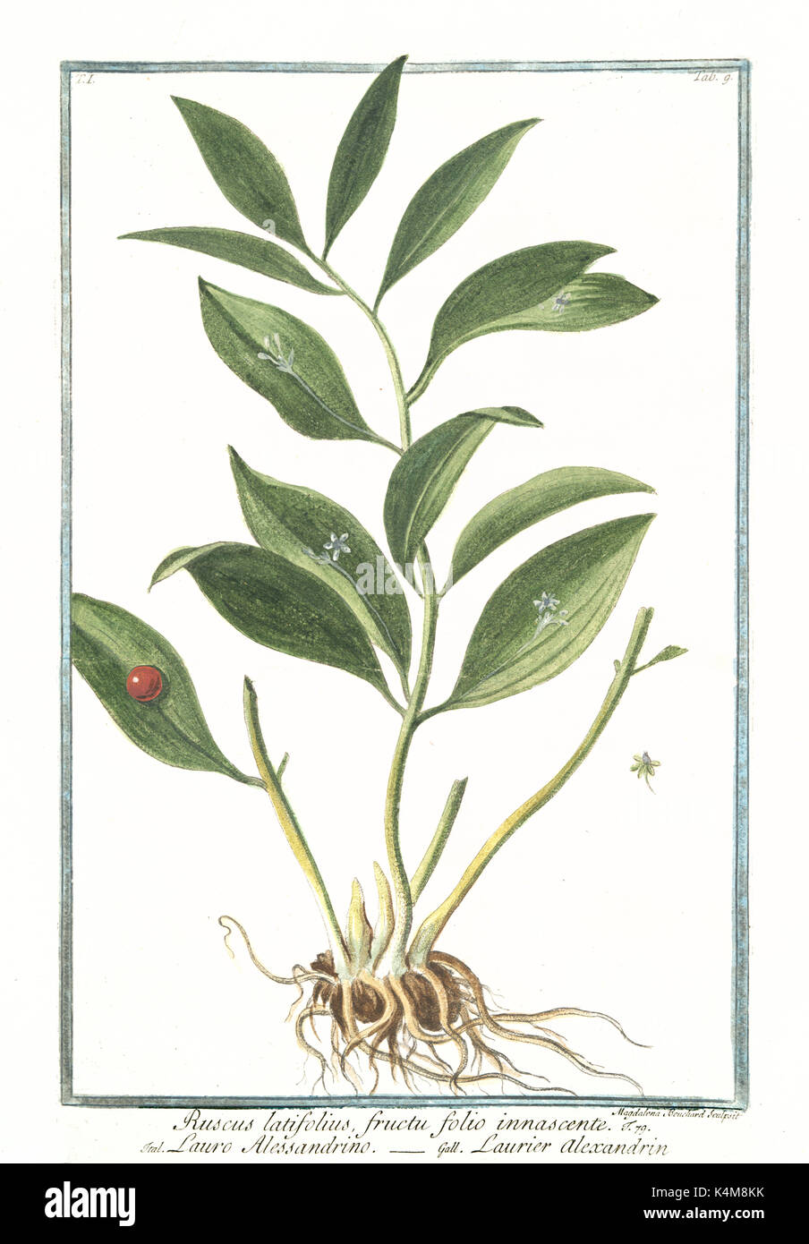 Old illustration of Ruscus latifolius fructu folio innascente. By G. Bonelli on Hortus Romanus, publ. N. Martelli, Rome, 1772 – 93 Stock Photo