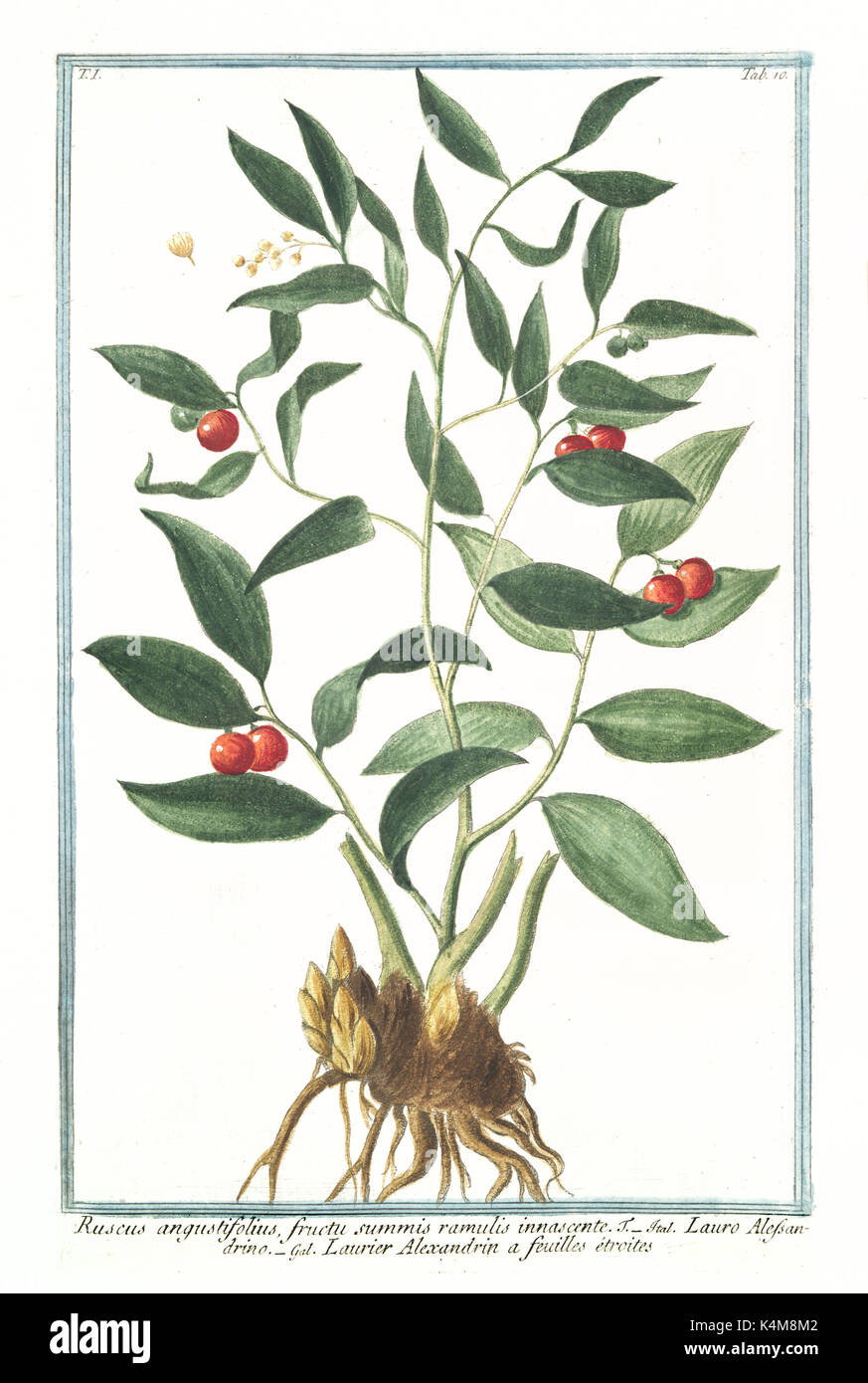Old illustration of Ruscus angustitifolius fructu summis ramuli innascente. By G. Bonelli on Hortus Romanus, publ. N. Martelli, Rome, 1772 – 93 Stock Photo