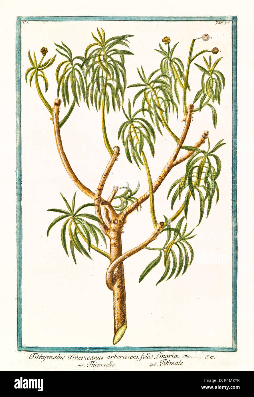 Old illustration of Tithymalus americanus arborescens. By G. Bonelli on Hortus Romanus, publ. N. Martelli, Rome, 1772 – 93 Stock Photo