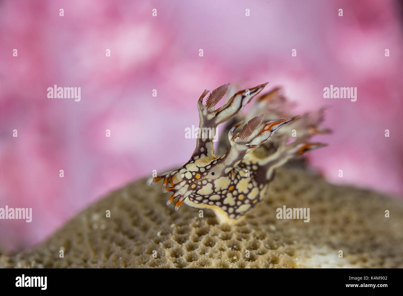 Bornella anguilla, Nudibranch, Sea Slug on the coral reef Stock Photo ...