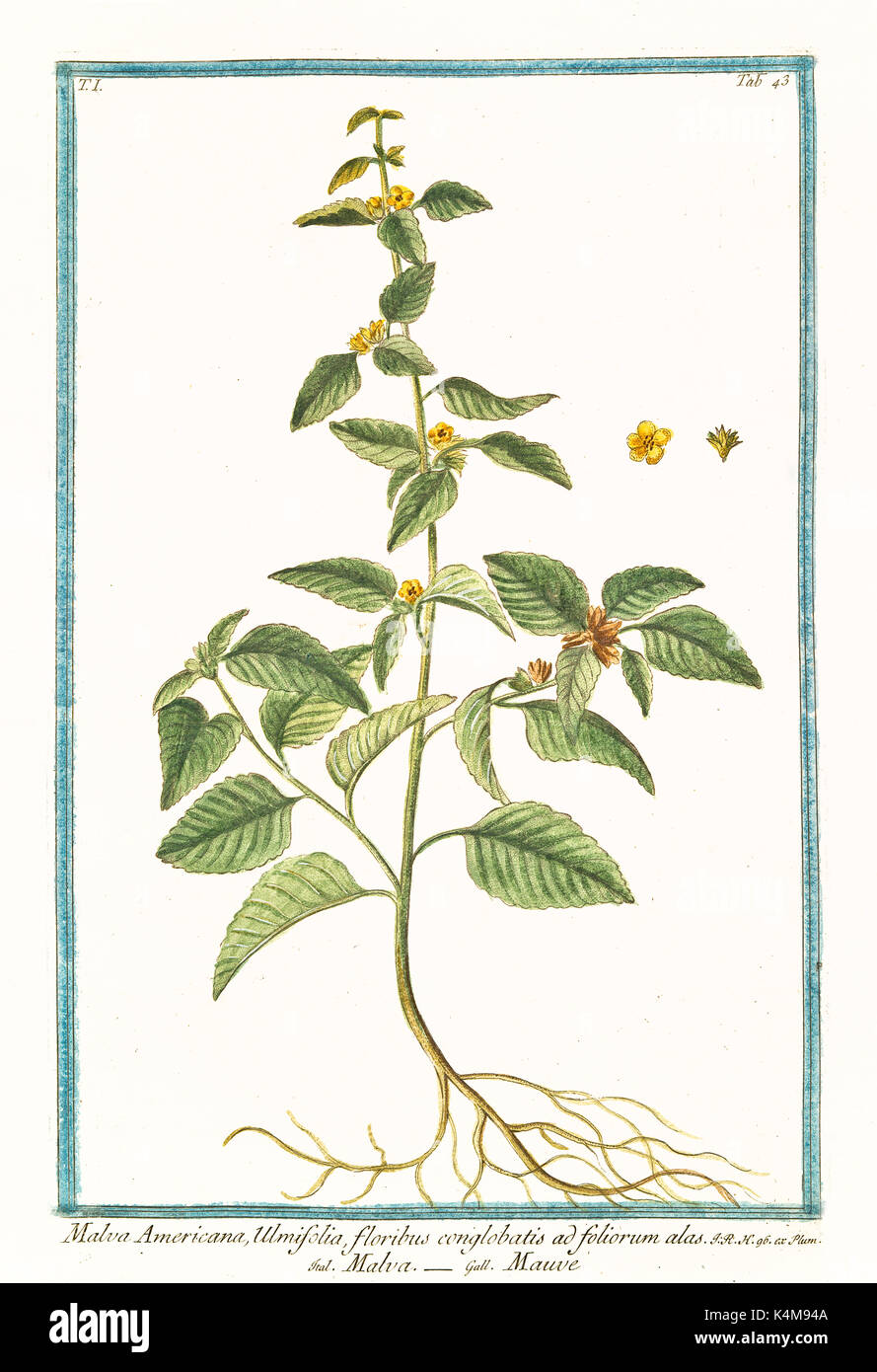 Old illustration of  Malva americana ulmifolia, (Malvastrum coromandelianum). By G. Bonelli on Hortus Romanus, publ. N. Martelli, Rome, 1772 – 93 Stock Photo