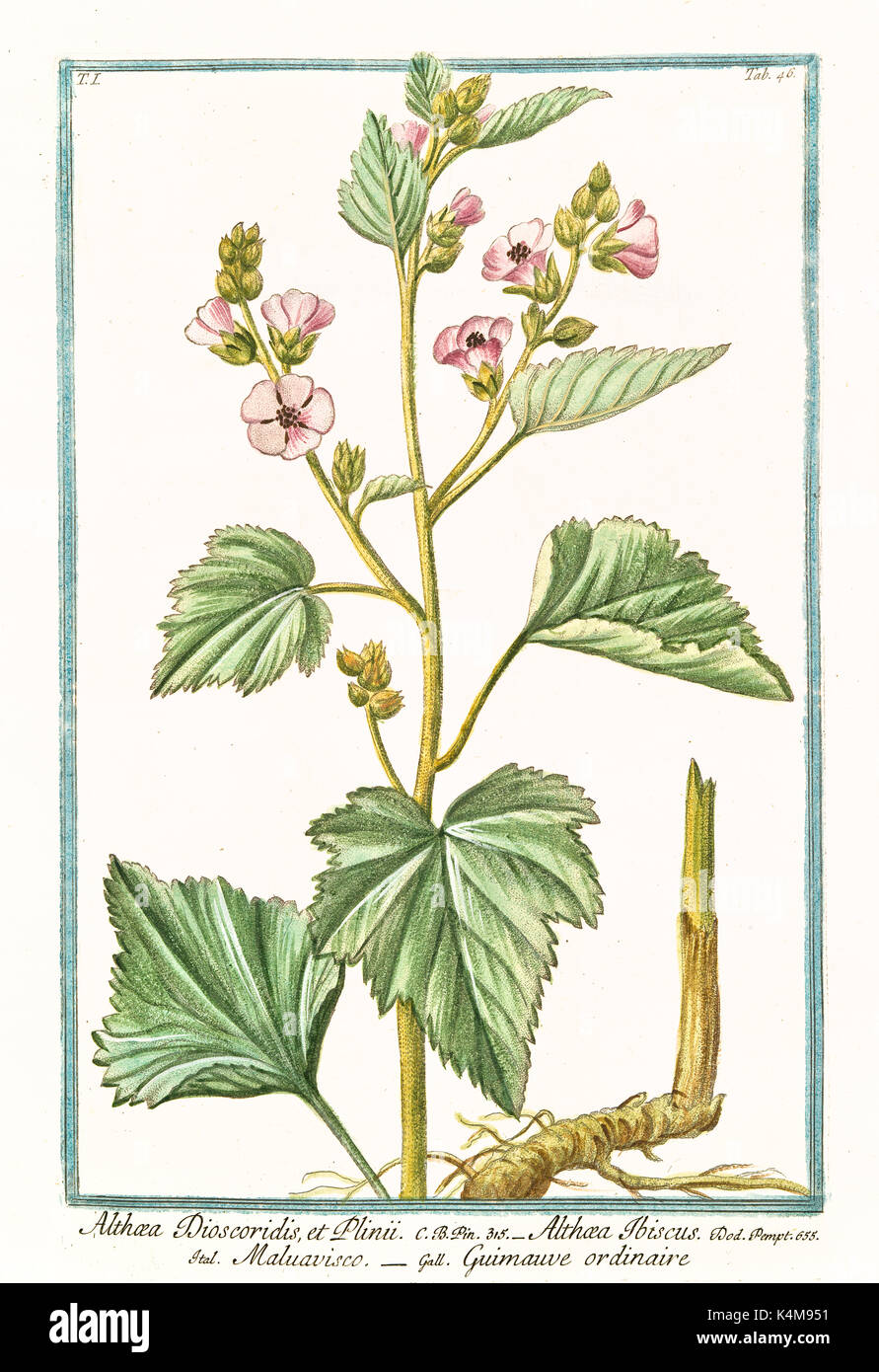 Old illustration of  Althaea Dioscoridis et Plinii, (Althaea officinalis). By G. Bonelli on Hortus Romanus, publ. N. Martelli, Rome, 1772 – 93 Stock Photo