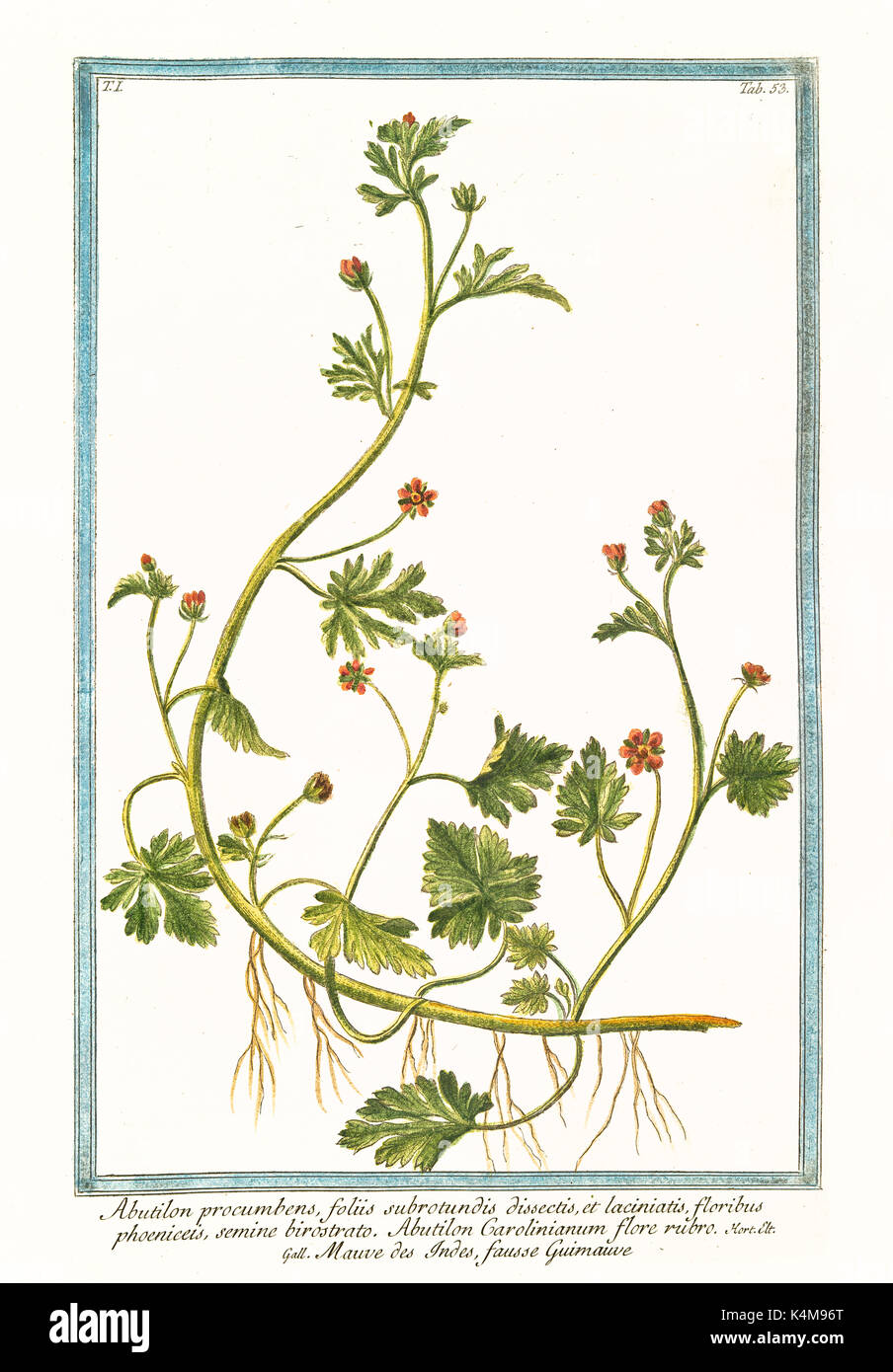 Old illustration of Abutilum procumbens (Convolvulus althaeoides). By G. Bonelli on Hortus Romanus, publ. N. Martelli, Rome, 1772 – 93 Stock Photo