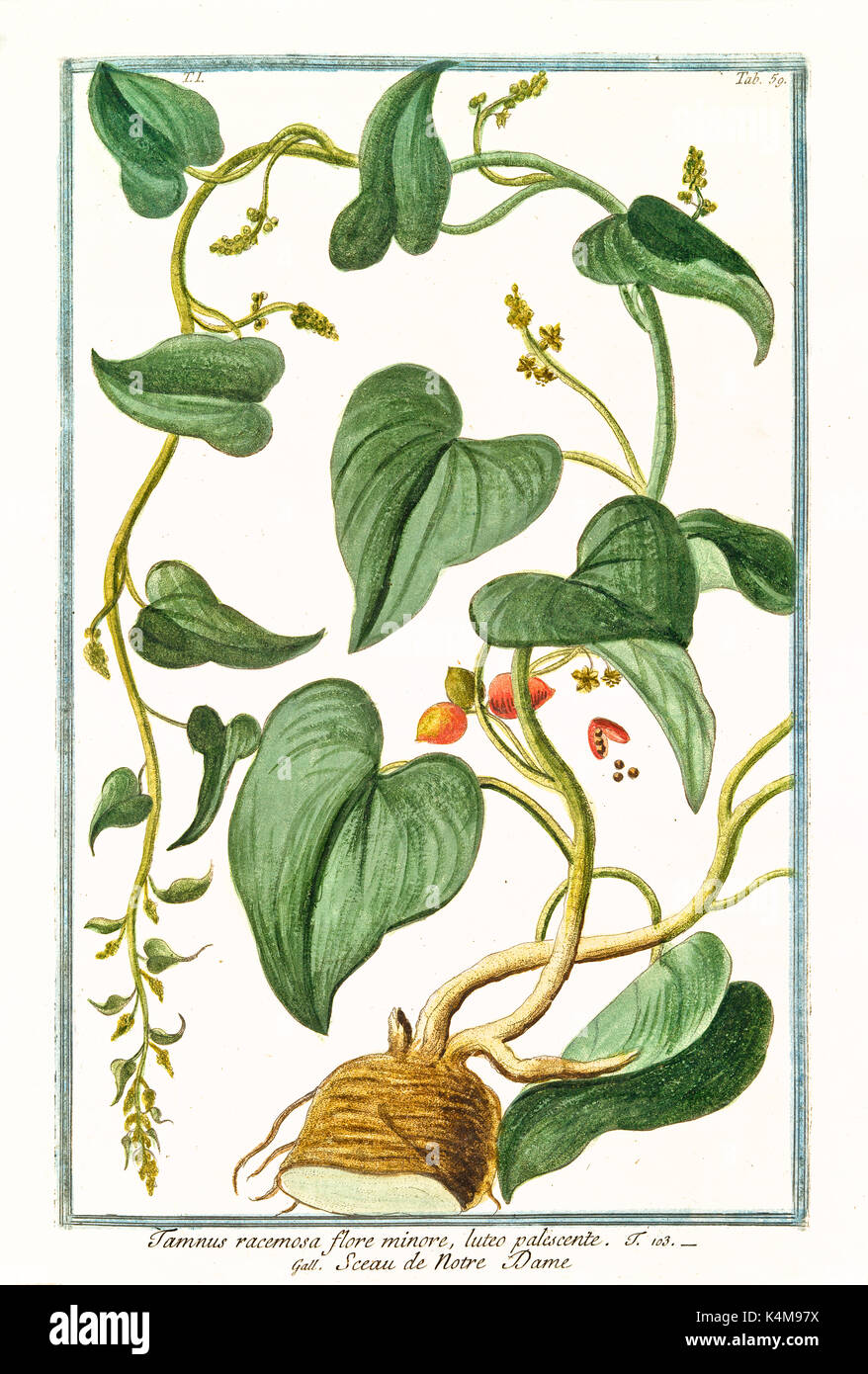 Old illustration of Tamnus racemosa (Dioscorea communis). By G. Bonelli on Hortus Romanus, publ. N. Martelli, Rome, 1772 – 93 Stock Photo