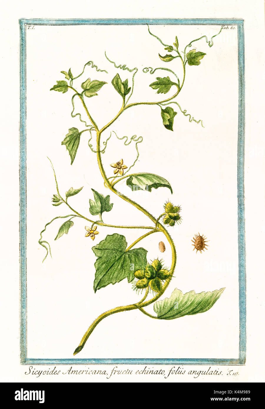 Old illustration of Sicyoides americana (Cissus sicyoides). By G. Bonelli on Hortus Romanus, publ. N. Martelli, Rome, 1772 – 93 Stock Photo