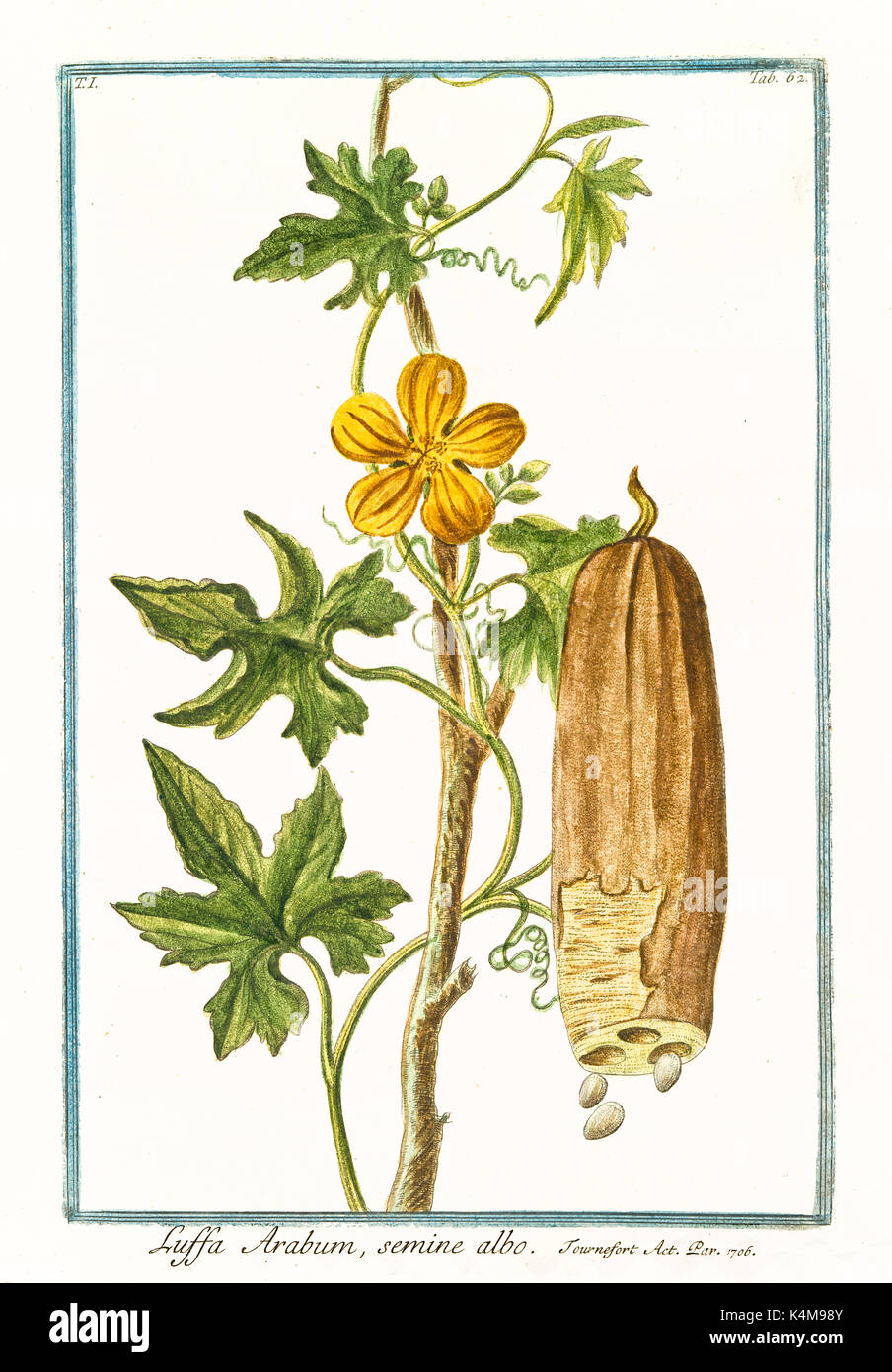 Old illustration of Luffa Arabum (Luffa aegyptiaca). By G. Bonelli on Hortus Romanus, publ. N. Martelli, Rome, 1772 – 93 Stock Photo