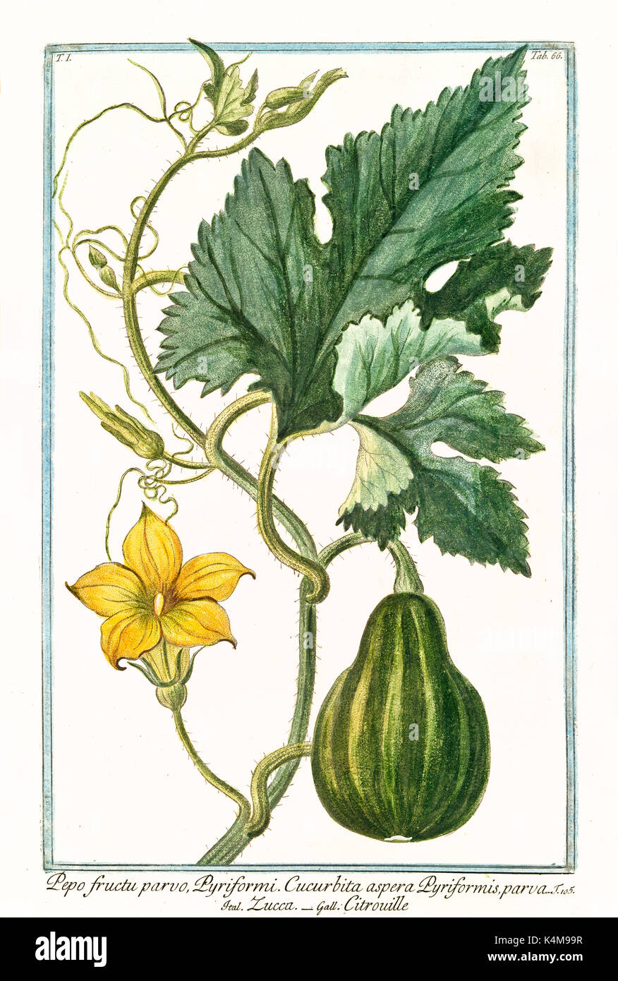 Old illustration of Pepo fructu parvo pyriformi (Cucurbita pepo). By G. Bonelli on Hortus Romanus, publ. N. Martelli, Rome, 1772 – 93 Stock Photo