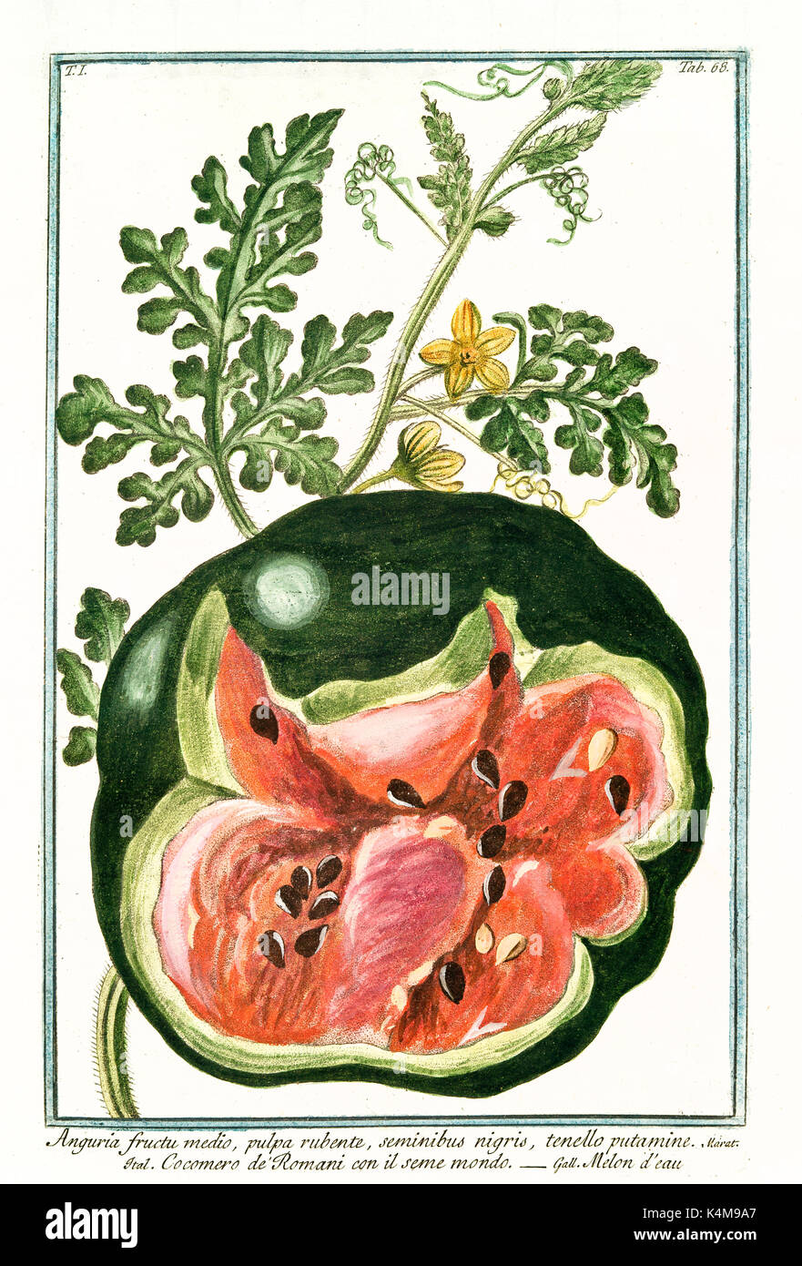 Old illustration of Anguria fructu medio (Citrullus lanatus). By G. Bonelli on Hortus Romanus, publ. N. Martelli, Rome, 1772 – 93 Stock Photo