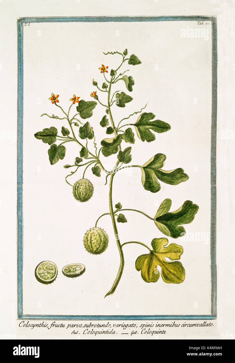 Old illustration of Colocyntis fructu parvo (Citrullus colocynthis). By G. Bonelli on Hortus Romanus, publ. N. Martelli, Rome, 1772 – 93 Stock Photo