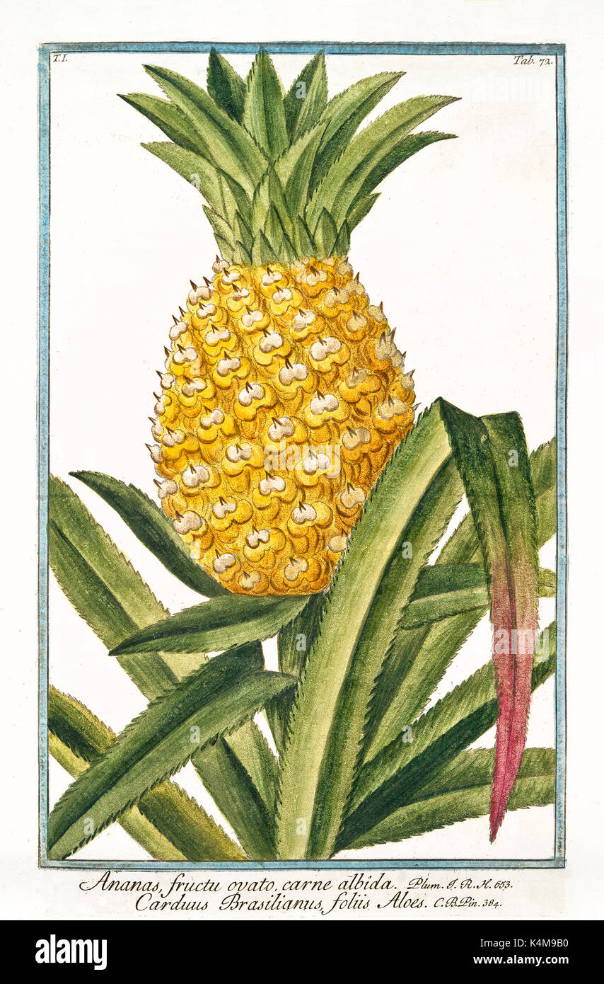 Old illustration of Ananas fructu ovato (Ananas vomosus). By G. Bonelli on Hortus Romanus, publ. N. Martelli, Rome, 1772 – 93 Stock Photo