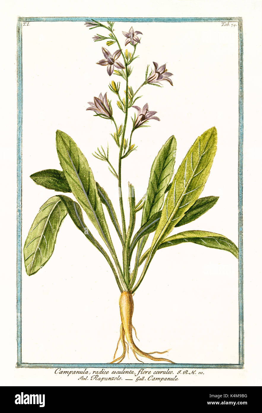 Old illustration of Campanula radice esculenta (Campanula rapunculoides). By G. Bonelli on Hortus Romanus, publ. N. Martelli, Rome, 1772 – 93 Stock Photo