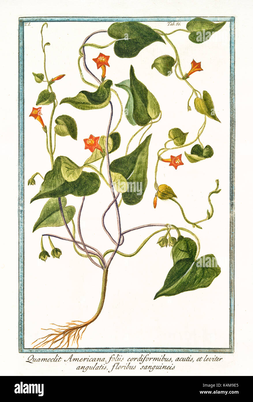 Old illustration of Quamoclit americana (Ipomoea hederifolia). By G. Bonelli on Hortus Romanus, publ. N. Martelli, Rome, 1772 – 93 Stock Photo