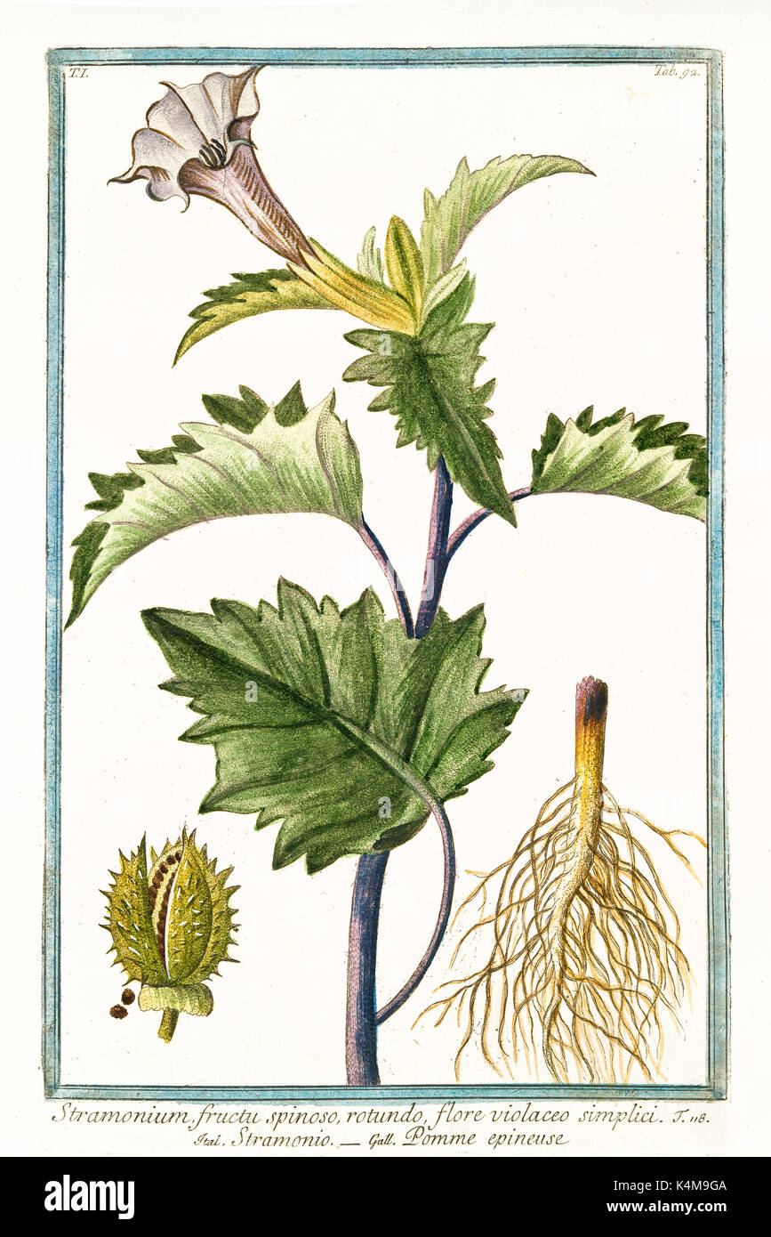 Old illustration of Stramonium fructu spinoso (Datura stramonium). By G. Bonelli on Hortus Romanus, publ. N. Martelli, Rome, 1772 – 93 Stock Photo