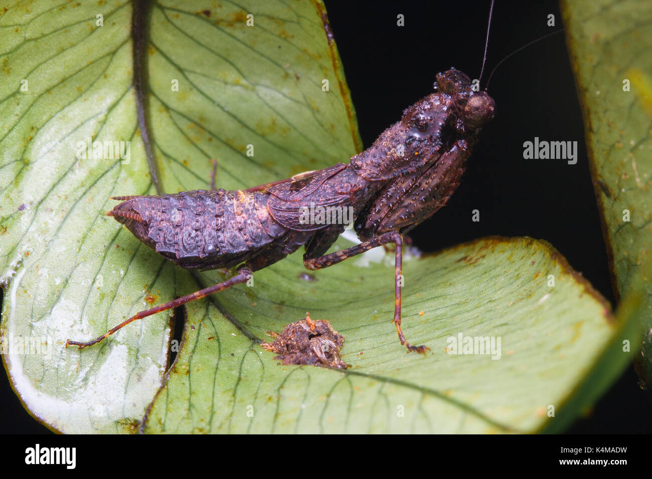 picture Elmantis https www alamy com bark mantis elmantis sp image157799205 html