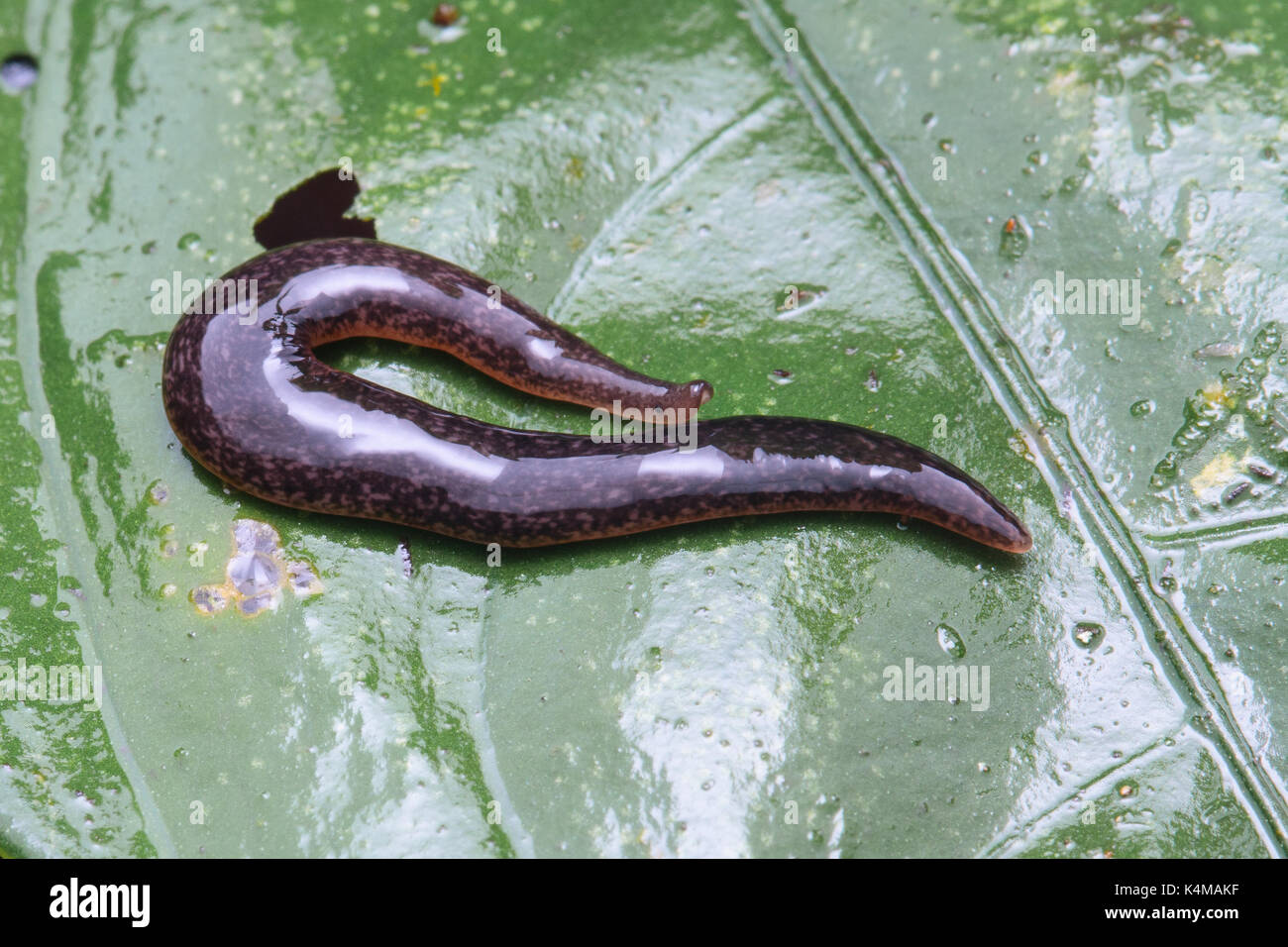 Ribbon worm hi-res stock photography and images - Alamy