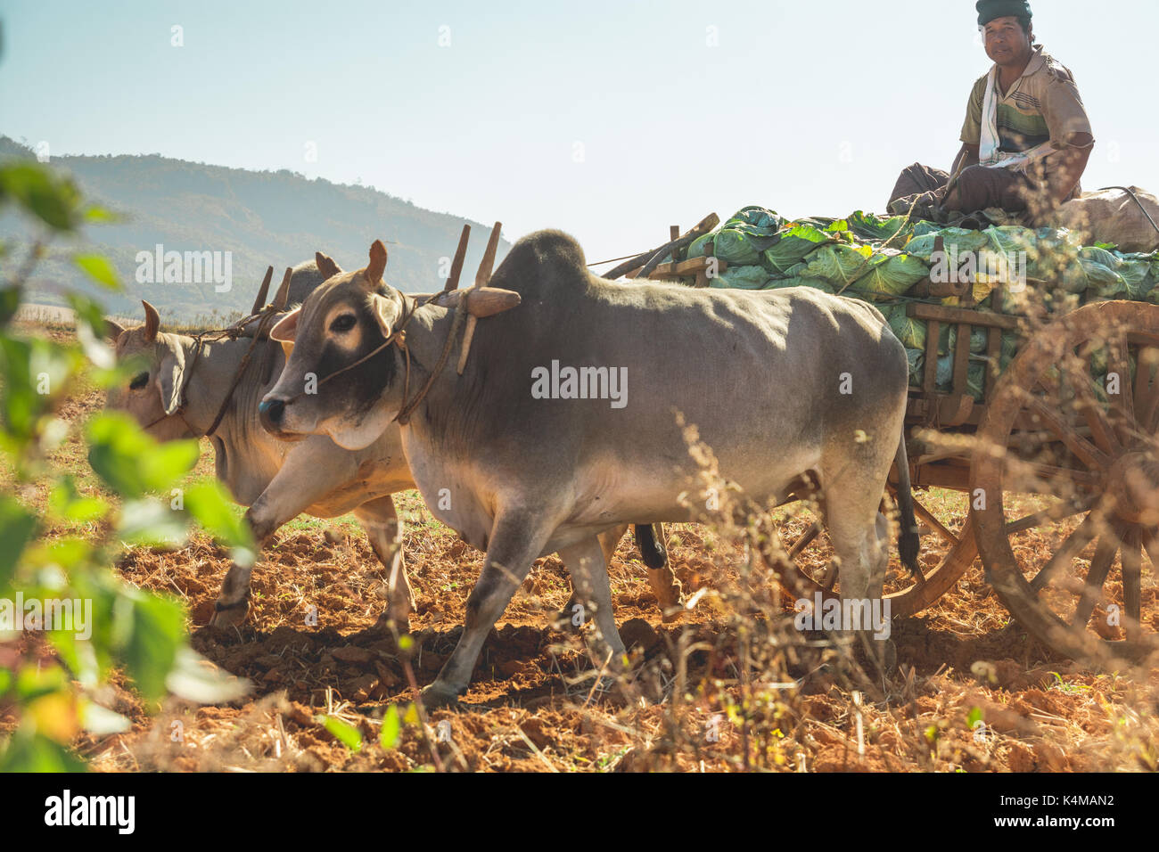 Shan State, Myanmar Dec. 26, 2013. Real life in rural Shan State, Myanmar, Burma. Stock Photo
