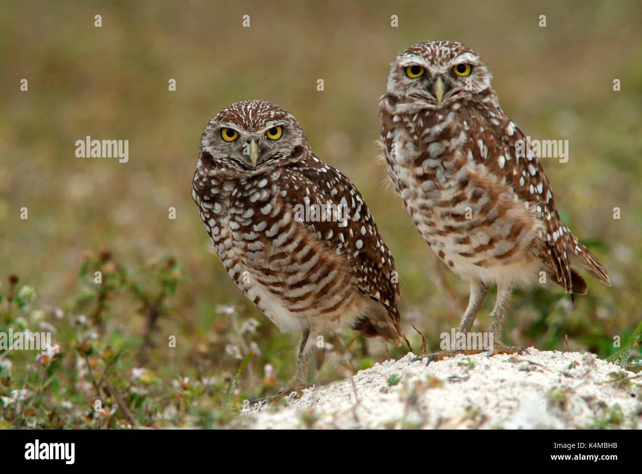 Burrowing Owl, Athene cunicularia, pair by nest, Florida, male and female. Stock Photo
