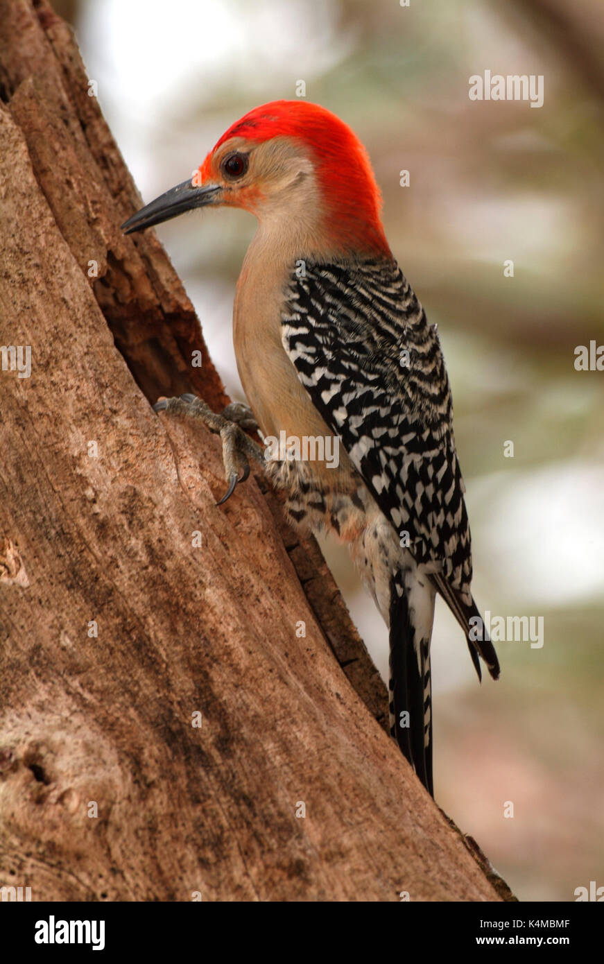 Red Bellied Woodpecker, Melanerpes corolinus, pecking at tree trunk
