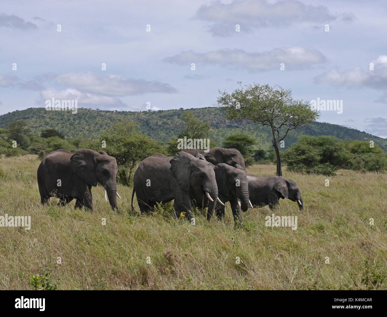A breeding herd of Elephants in the Tarangire National Park, northern Tanzania Stock Photo
